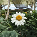 Montauk Daisy Live Plant | White Flowering Perennial | 4 Inch Starter Plant | Fall Blooming Garden Flower | Ships Without Pot