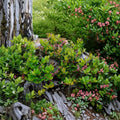 3 Live Black Salal Berry Plants – Gaultheria shallon | Medium Size | 4" Nursery Pots | Evergreen Native Berry Shrub | Woodland Garden Plant