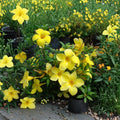 3 Live Dwarf Allamanda Plants – Allamanda cathartica | 4–6" Starter Plants | Tropical Flowering Shrub/Vine | Ships Without Pot