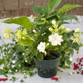 Jasmine Maid of Orleans Live Plant | 2 Pack | Jasminum sambac | Fragrant Double White Flowers | 4 Inch Pot | Arabian Jasmine | Indoor & Outdoor Plant