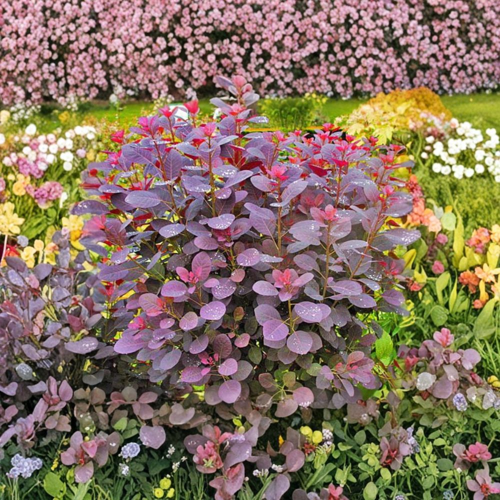 Purple Smoke Tree Live Plant – 12–18" | Quart Pot | Purple-Red Foliage | Deciduous Shrub/Small Tree | Zones 4–8