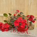 Deep Red Geranium Live Plant – Geranium | Red Flowering Perennial | Garden Border & Hanging Basket Plant | Indoor & Outdoor Container Plant