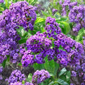 2 Heliotrope Fragrant Delight Live Plants | 4–6 Inch Starter Plants | Purple Fragrant Flowers | Heliotropium arborescens | Ships Without Pots | Garden & Patio Plant