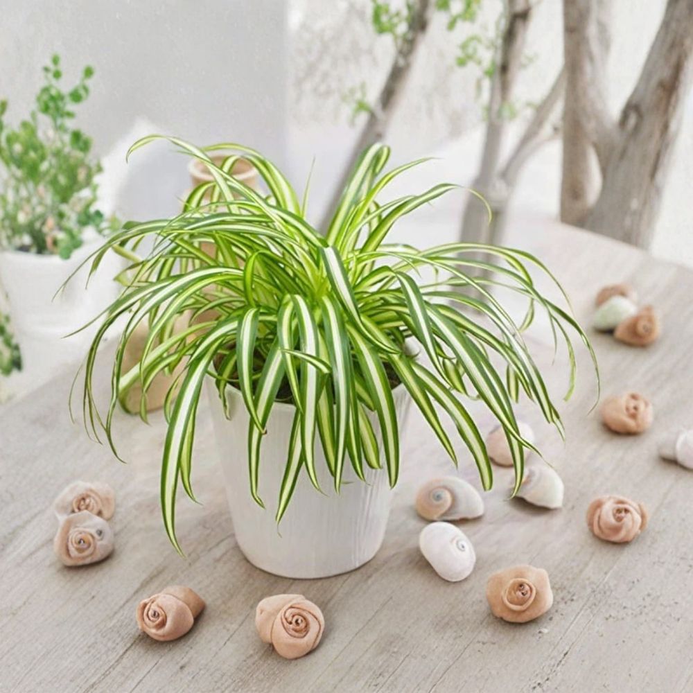Variegated Spider Plant Live – Chlorophytum comosum 'Variegatum' | 4–7" Tall | Air Purifying Houseplant | Hanging Basket Plant
