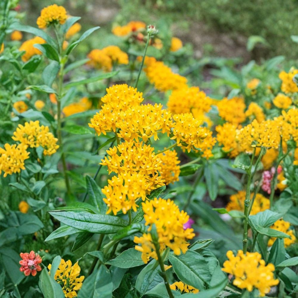 2 Yellow Milkweed Live Plants – Asclepias | 3–6" Starters | Monarch Butterfly Plant | Native Pollinator Garden | 1 Pot