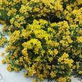 Yellow Crossvine Live Plant – Bignonia | Rooted Starter Plant | Butterfly & Hummingbird Vine | 2.5" Pot | Climbing Flowering Vine