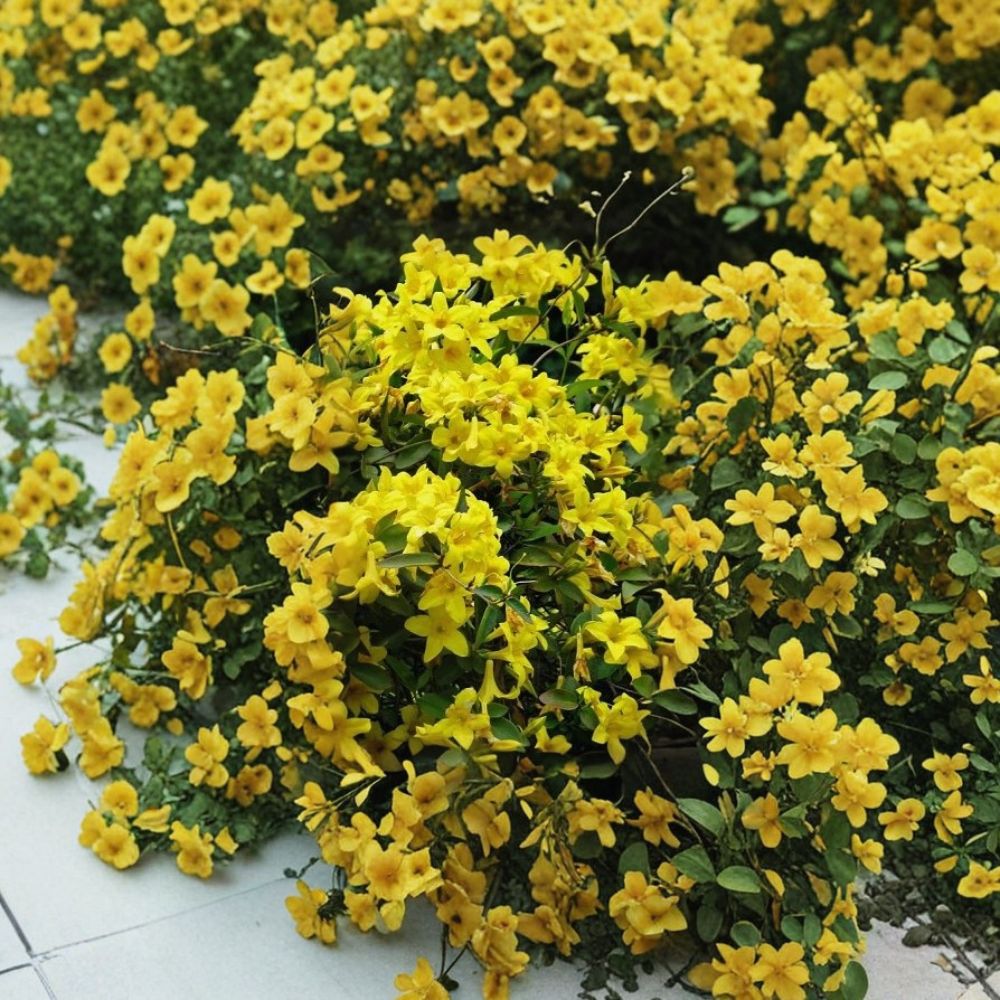 Yellow Crossvine Live Plant – Bignonia | Rooted Starter Plant | Butterfly & Hummingbird Vine | 2.5" Pot | Climbing Flowering Vine
