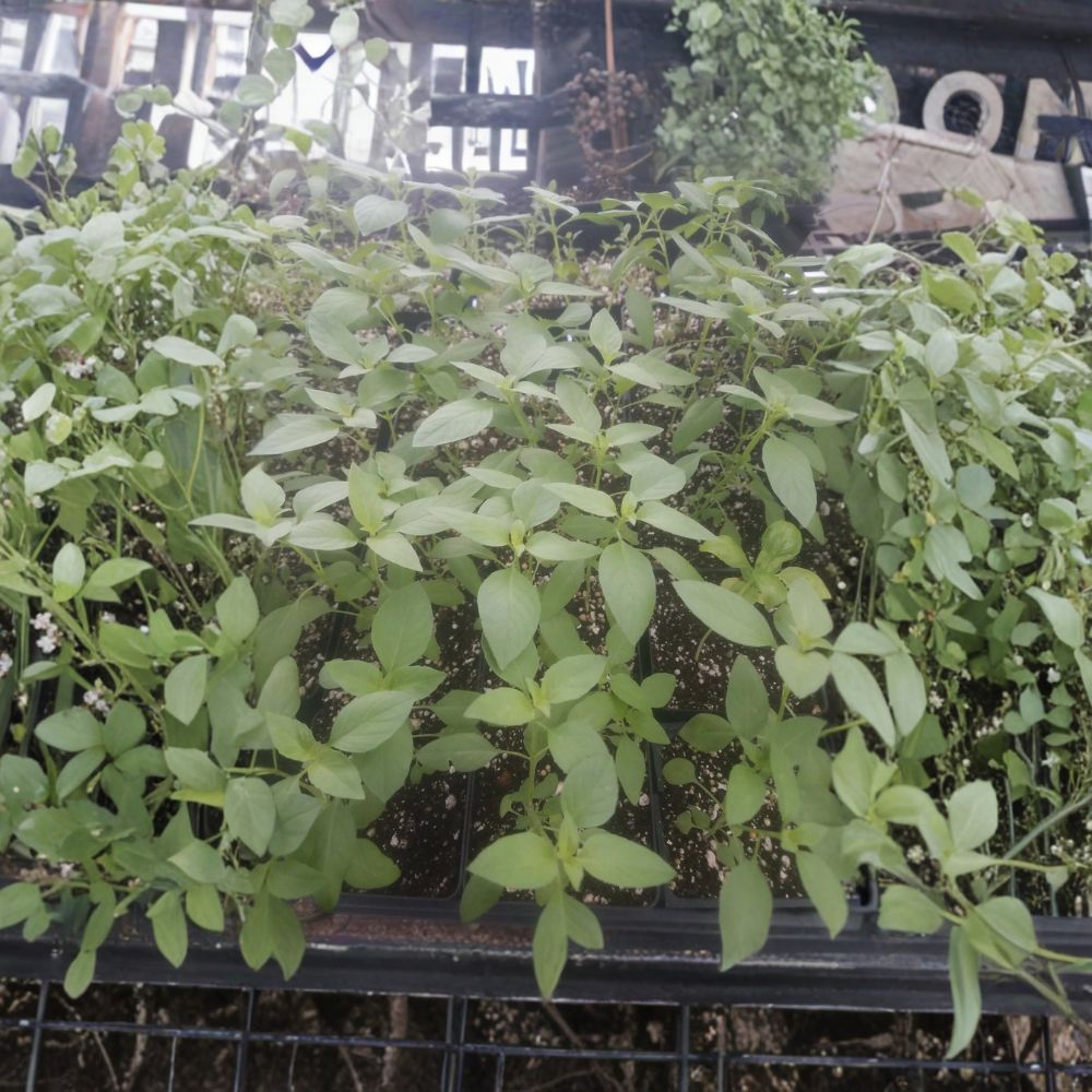 2 Live Lemon Basil Plants – Ocimum basilicum | 4" Pot-Grown | Italian Basil Herb | Fresh Lemon Flavor | Culinary Herb Garden