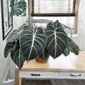 2 Live Black Velvet Alocasia Plants – Alocasia reginula 'Black Velvet' | 4–6" Starters | Velvety Dark Foliage | Rare Aroid | No Pots