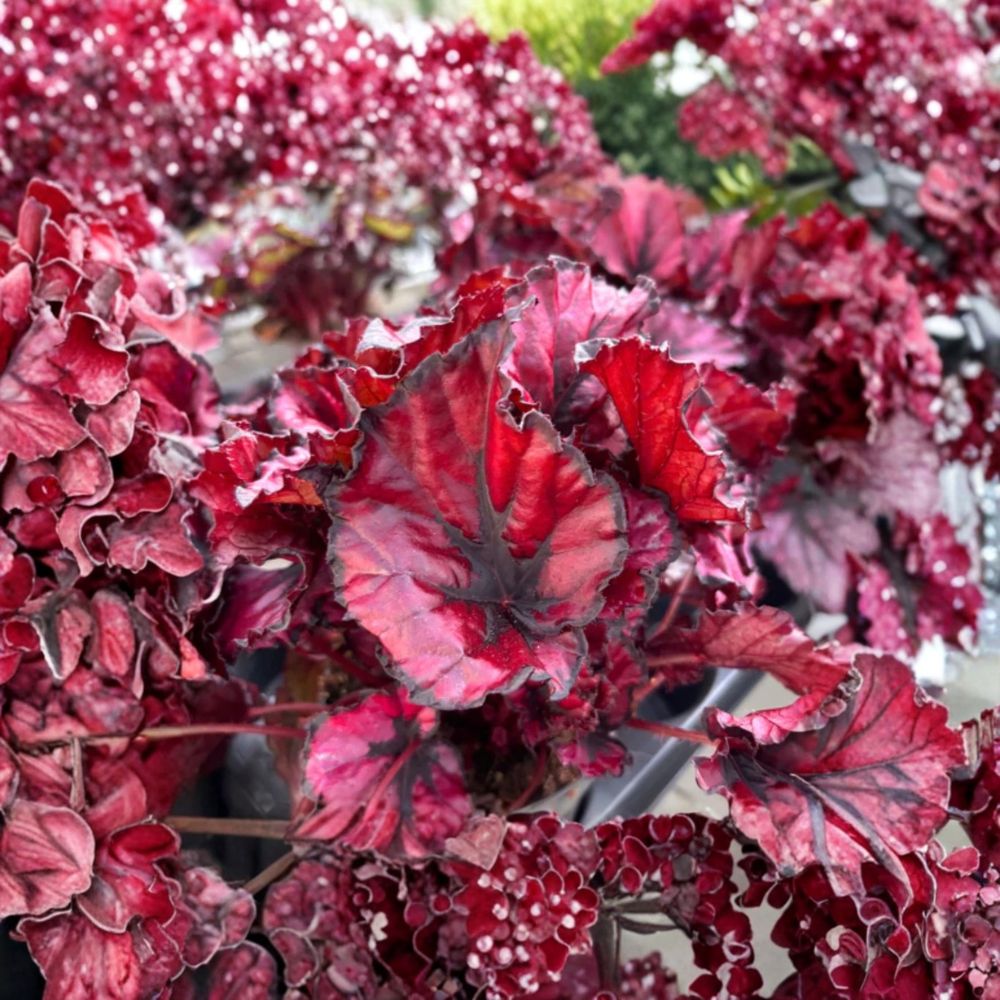 Begonia Red Robin Live Plant | Vibrant Red Foliage | 4 Inch Starter Plant | Ornamental Begonia | Indoor & Shade Garden Plant | Ships Without Pot
