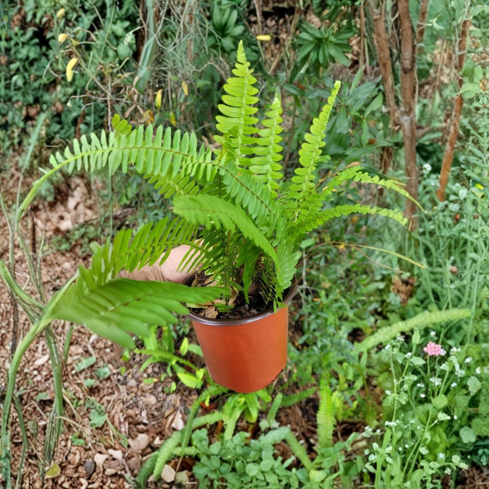 Boston Fern Live Plant – Nephrolepis exaltata | 6" Pot | Lush Green Fern | Indoor Houseplant | Hanging Basket | Shade Loving