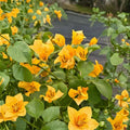 Gold Bougainvillea Live Plants – Set of 2 | 4–6" Tall | Tropical Flowering Vine | Yellow Blooms | No Pot | Garden & Patio Plant