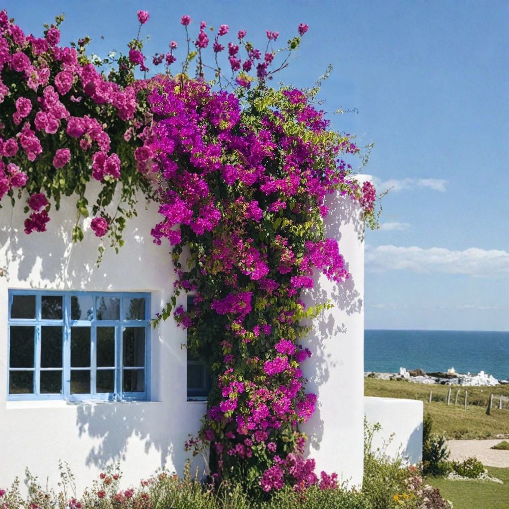 Royal Purple Bougainvillea Live Plant – 3" Pot | Purple Flowering Vine | Tropical Ornamental Plant | Patio Garden | Gift Plant
