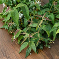 Lemon Eucalyptus Tree Live Plant | Corymbia citriodora | 5 Inch Potted Starter | Fragrant Evergreen Tree | Aromatic Foliage | Zones 8–11