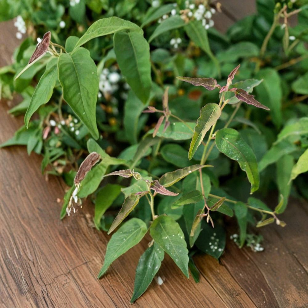 Lemon Eucalyptus Tree Live Plant | Corymbia citriodora | 5 Inch Potted Starter | Fragrant Evergreen Tree | Aromatic Foliage | Zones 8–11
