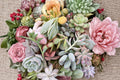 12 Assorted Succulent Cuttings - Unrooted Live Propagation Starter Set (2–5")
