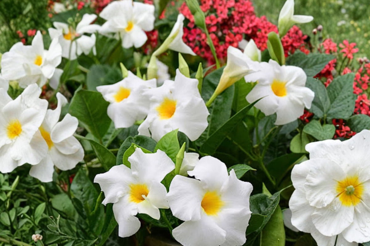 2 White Mandevilla Live Plants – 4–7