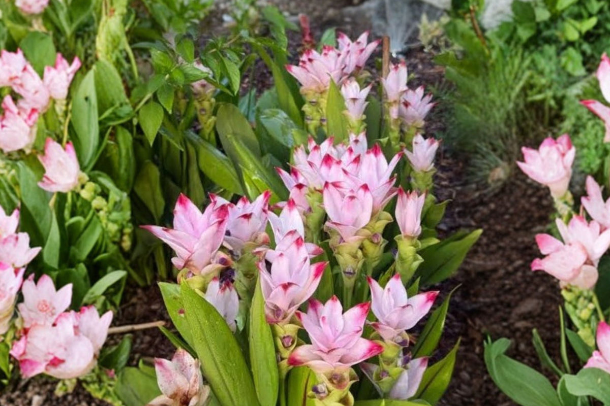 Curcuma Siam Shadow Live Starter Plant - 4–6 in Tall Tropical Ginger (No Pot)