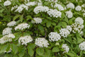 Nannyberry Viburnum - Viburnum lentago Live Plant, 24+ Inches, Native Flowering Shrub