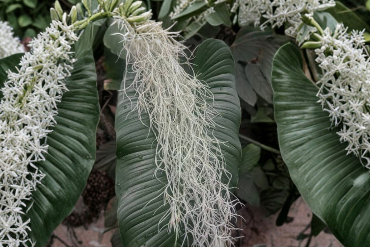 Tillandsia usneoides Spanish Moss (Live Air Plant) - 1 Gallon Bag