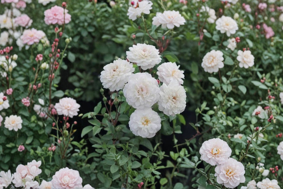 White Patio Rose - Live Miniature Rose Bush (3 Gallon Pot) - Compact White Flowering Shrub