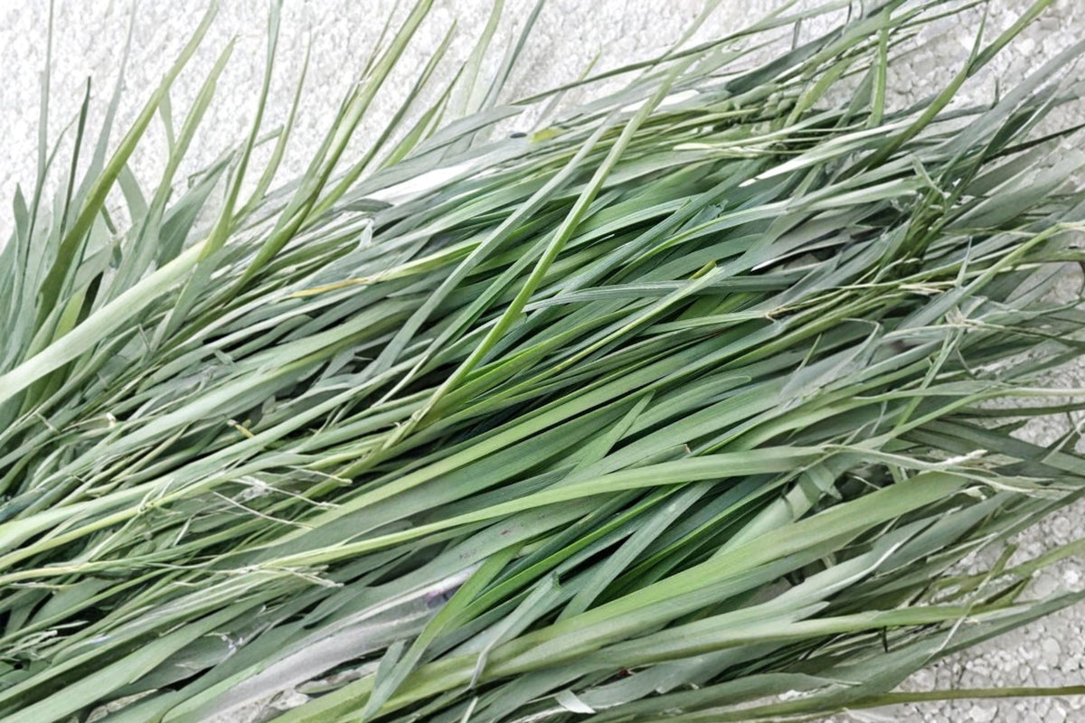Garlic Chives (Allium tuberosum) - 200 Live Bare Roots | Chinese Chives