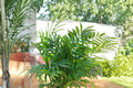Cat Palm Live Plant - Chamaedorea cataractarum | Tropical Indoor Palm (Size #1)