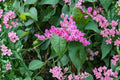 Mexican Creeper Coral Vine - 2 Live Starter Plants, 4–6 Inches Tall, No Pot