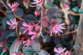 Loropetalum Plum Delight Starter Plants - 40 Live 2-Inch Pots