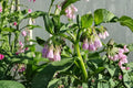 Russian Comfrey Bocking #4 Live Root Crowns - 2.5 Lbs