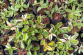 Hoya Krimson Princess Live Plant - 5-7 Inches Tall, Variegated Wax Plant