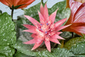 Aechmea Fasciata Silver Vase Bromeliad - Live Starter Pup, 1 Rooted Plant