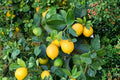 Citrus Tree Seedling - Live Rooted Starter Plant (Approx. 5 in tall) for Indoor/Patio