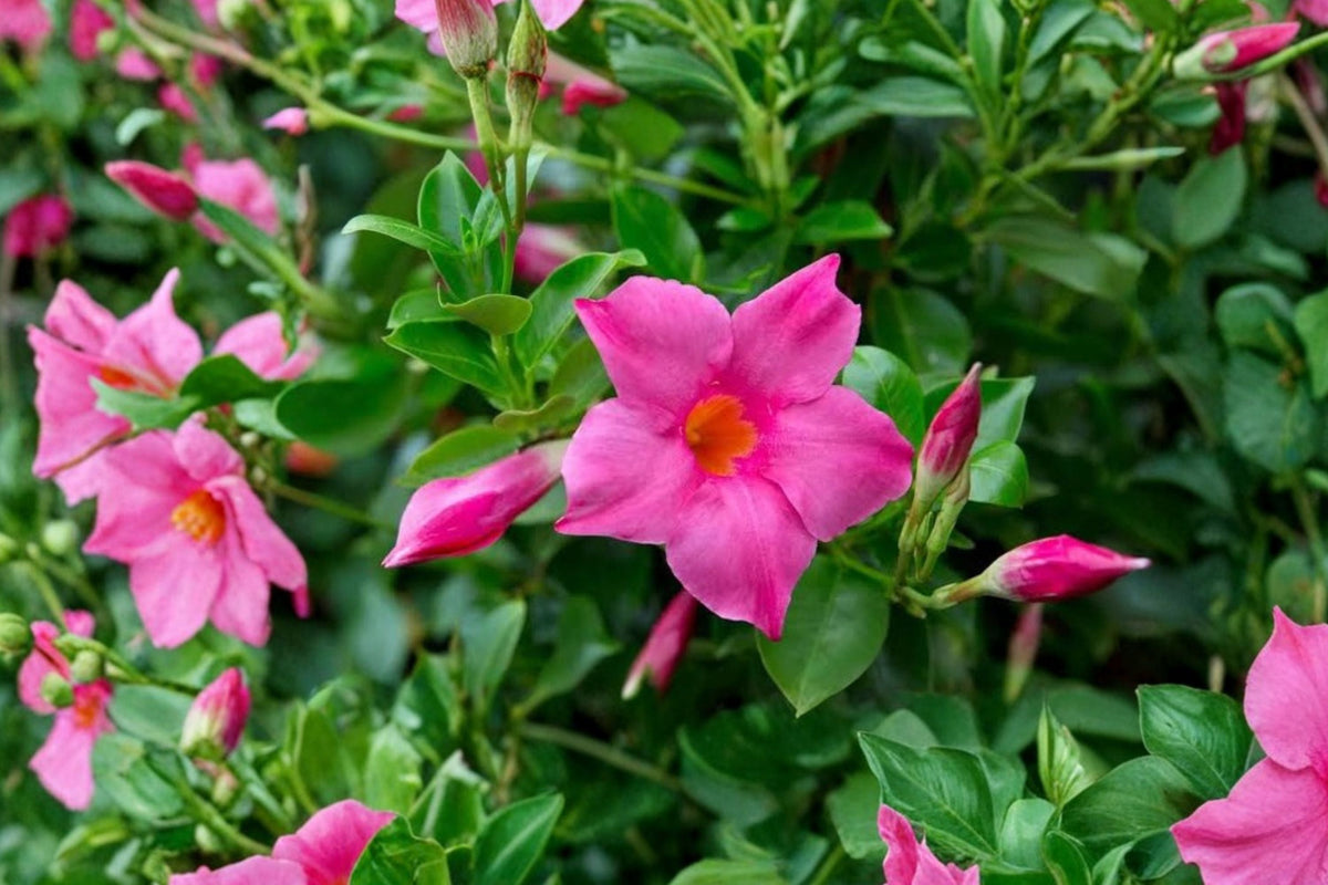 Pink Mandevilla Live Plants (2-Pack) – 4–6 Inch Tall Tropical Flowering Vines