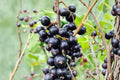 Consort Black Currant Live Plant - 1 Gallon Bare-Root Berry Bush