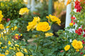 Yellow Doll Mini Rose Live Plant in 6-Inch Container | Yellow Double Blooms Fragrant Landscape Rose