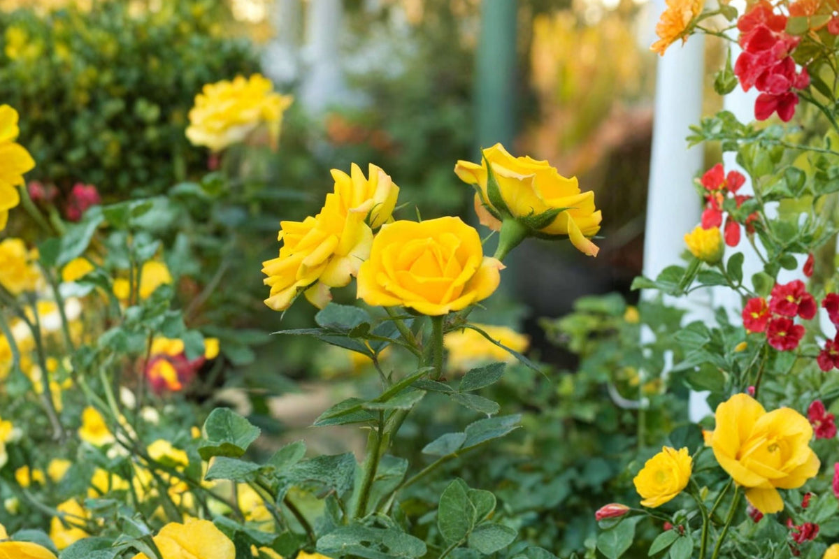 Yellow Doll Mini Rose Live Plant in 6-Inch Container | Yellow Double Blooms Fragrant Landscape Rose