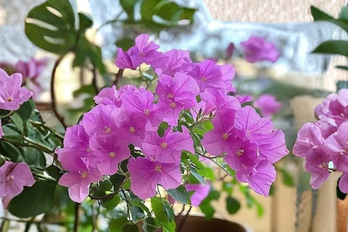 Vera Deep Purple Bougainvillea - Live Well-Rooted Starter Plant in Pot