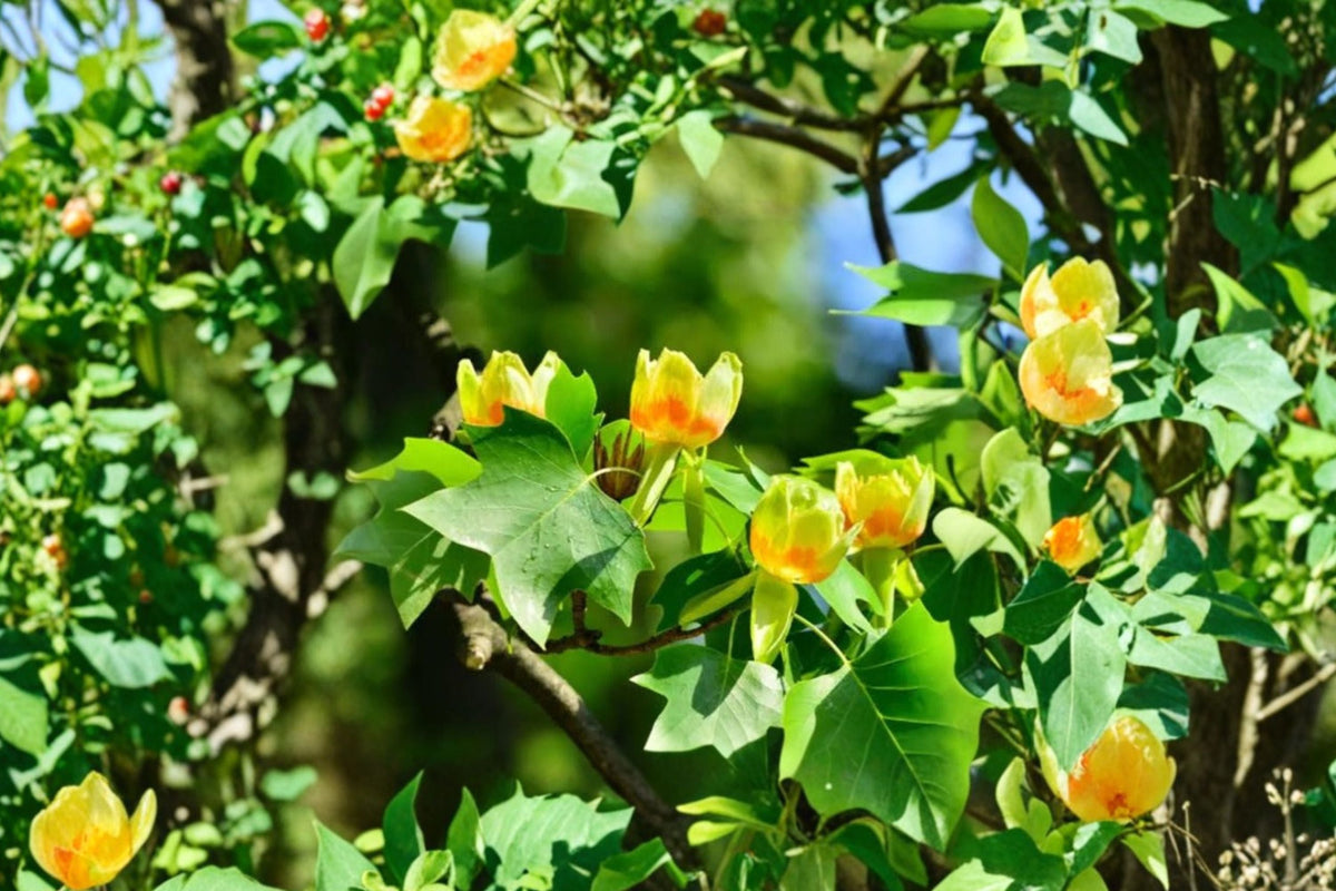 Tulip Tree (Liriodendron tulipifera) Live Plant - 6–10" Tall, 1 Quart Pot