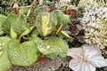 Variegated Hoya Obovata Live Plant - 4-Inch Nursery Pot, Rooted Wax Plant
