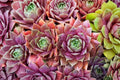 Sempervivum Kalinda Live Plant - Cold Hardy Hens & Chicks Succulent, 3.5 inch Rosette