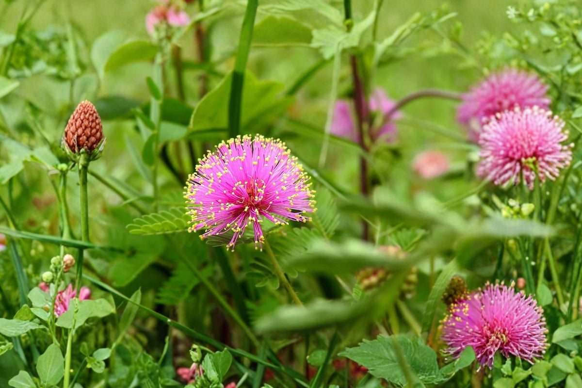 Mimosa pudica (Sensitive Plant) — Live Plant, 4-Inch Pot, Touch-Me-Not, Purple Flowers