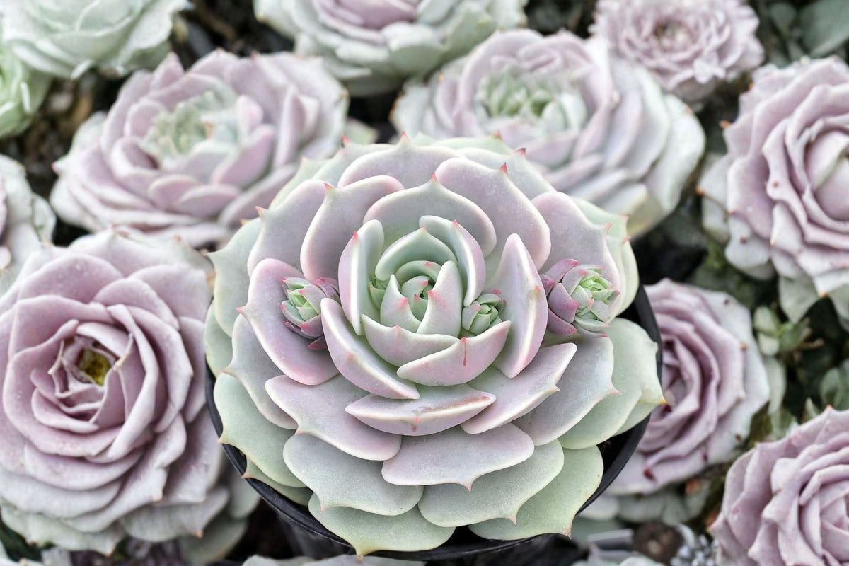 Echeveria Lola Live Succulent Plant - 5 Inch Rosette Bare Root Collector Plant