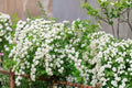 Bridal Wreath Spirea Live Bare-Root Shrub — 6–18 in Tall, White Flowers, Hardy