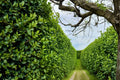 5 Privet Hedge Plants (Ligustrum) - Bare Root Live Plants for Privacy Screen