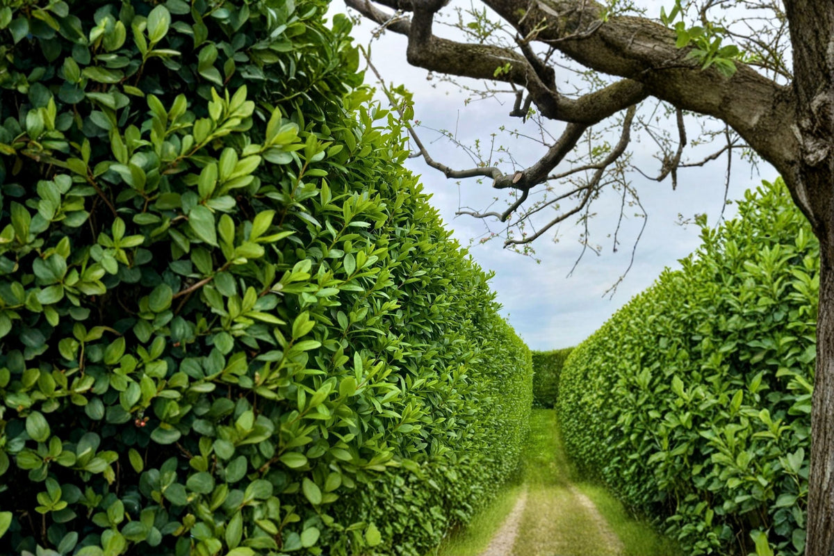 5 Privet Hedge Plants (Ligustrum) - Bare Root Live Plants for Privacy Screen