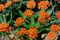 2 Orange Milkweed Live Plants, 4-6" Tall | Butterfly & Monarch Garden Starter