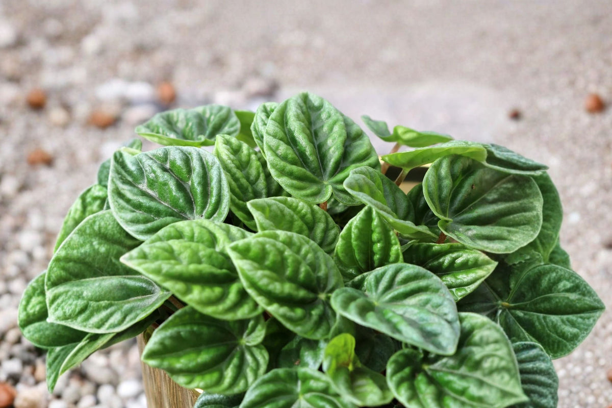 Peperomia Caperata Silver Ripple - Live Houseplant, 4-Inch Pot