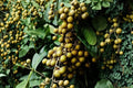 Longan Tree (Dimocarpus longan) - Dragon Eye Live Fruit Plant, 12" Tall in Pot