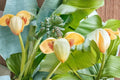 Musa Basjoo Hardy Banana Live Plants - 2 Starter Plug Plants